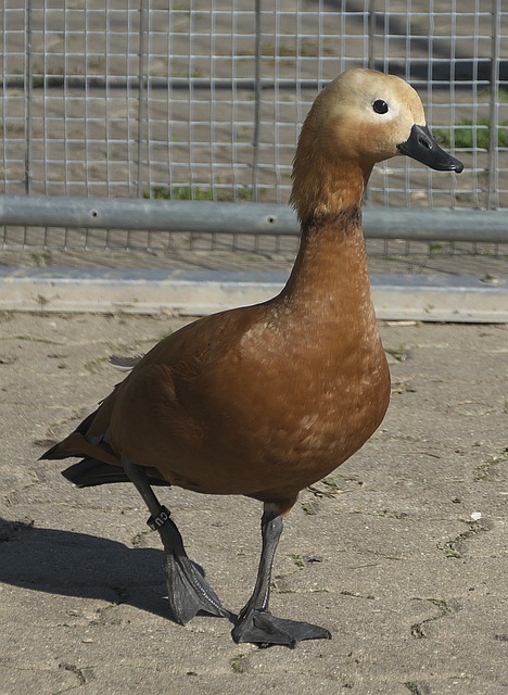 俱进